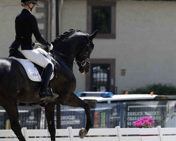 dressage horse Didavi S (Westphalian, 2019, from Da Costa)