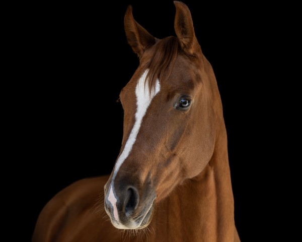 Horse Famosa Fisula J (German Sport Horse, 2020, from Fürst Romancier)