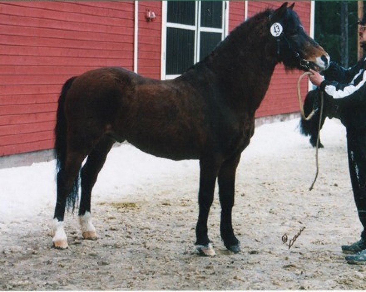 stallion Bohemo Pascha 5 W (Welsh-Pony (Section B), 1980, from Wharley Caruso)