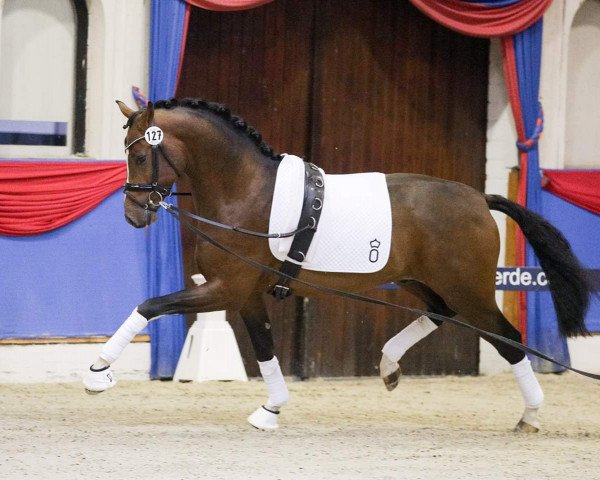 dressage horse Fridolin Farbenfroh (Oldenburg, 2016, from For Romance I) dressage horse Fridolin Farbenfroh (Oldenburg, 2016, from For Romance I)