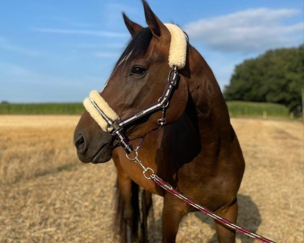 Pferd Shadow Lady (Westfale, 2020, von Scolari)