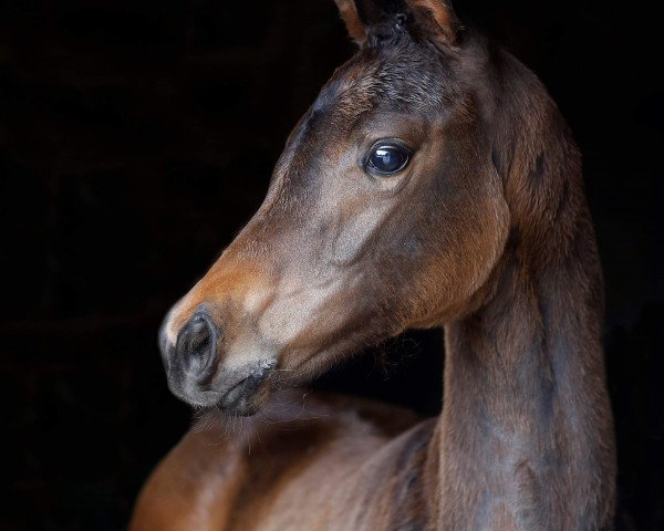 horse Stute von Fidertanz / Sir Caletto (Oldenburg, 2019, from Fidertanz)