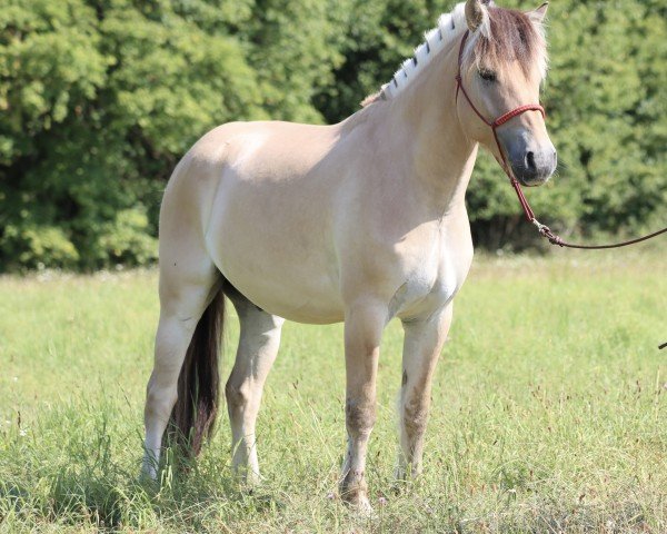 horse Harry d'Ober (Fjord Horse, 2017, from Torsetblakken)