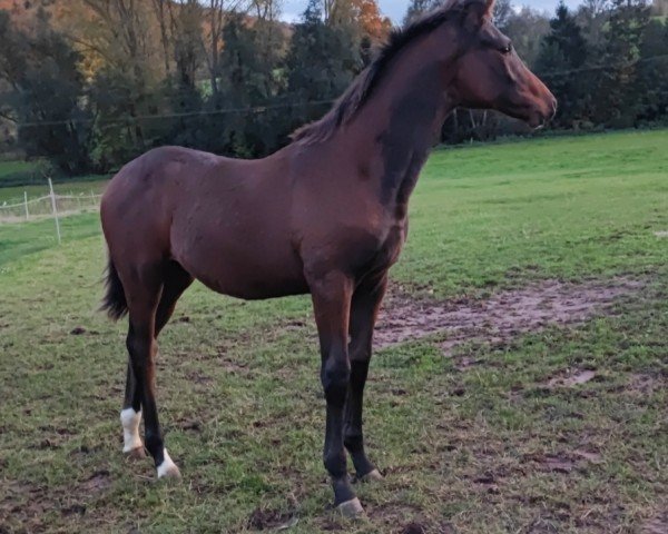 horse Cést la vie Cyré KH (Trakehner, 2023, from Saint Cyr)
