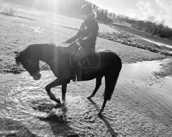 horse Daylighté H (Westphalian, 2013, from Daley Thompson)