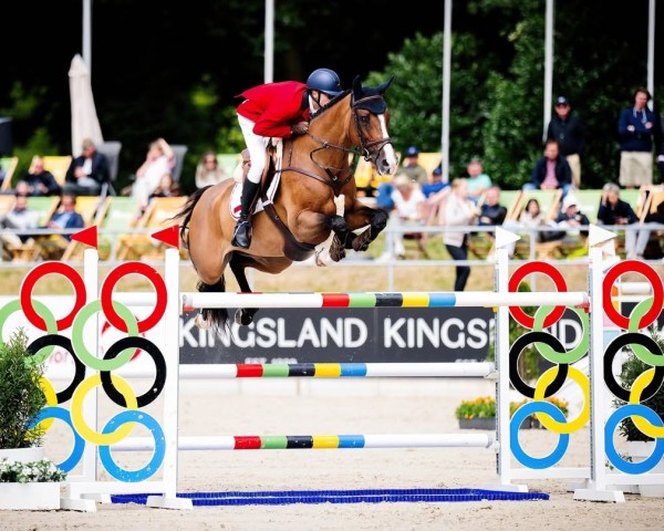 Springpferd Miss Caretino MNM (Holsteiner, 2012, von Caretino)