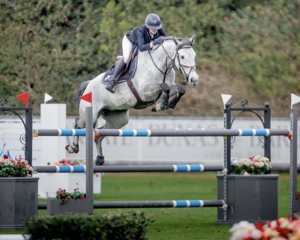 jumper Lugano B (KWPN (Royal Dutch Sporthorse), 2016, from Hermantico)