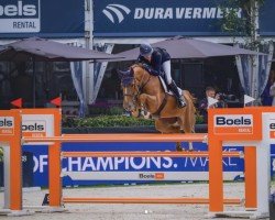 jumper Billy Boleyn (anglo european sporthorse, 2016, from Cevin Z)