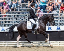 stallion Day and Night AT (German Riding Pony, 2017, from D-Day AT)