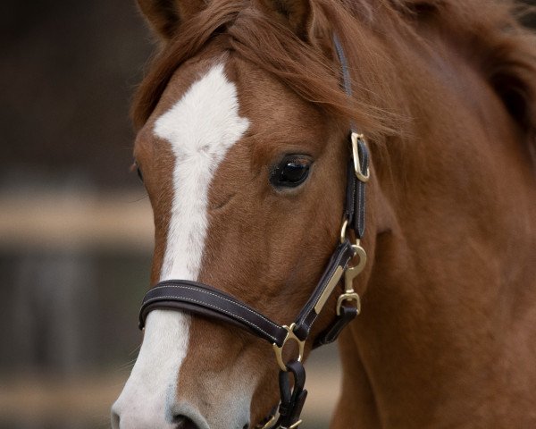 Pferd Hengst von Dimension AT / FS Mr.Right (Deutsches Reitpony, 2018, von Dimension AT NRW)