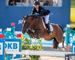 stallion Jasper (Belgian Warmblood, 2009, from Heartbreaker)