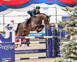 stallion Lowlands (KWPN (Royal Dutch Sporthorse), 2016, from Etoulon VDL)