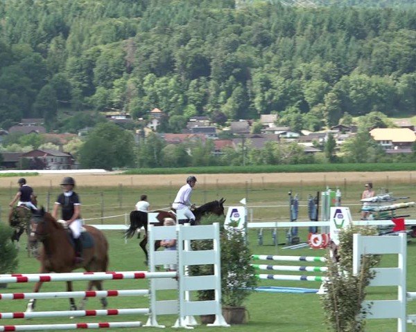 Reitturnier Büren an der Aare 2025