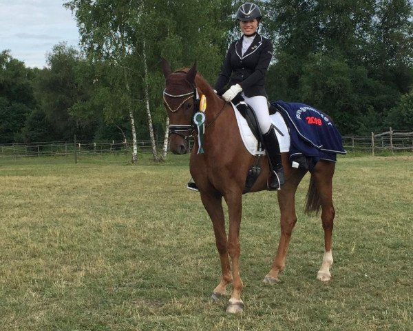 dressage horse Santana 986 (Oldenburg, 2009, from Sirlano)