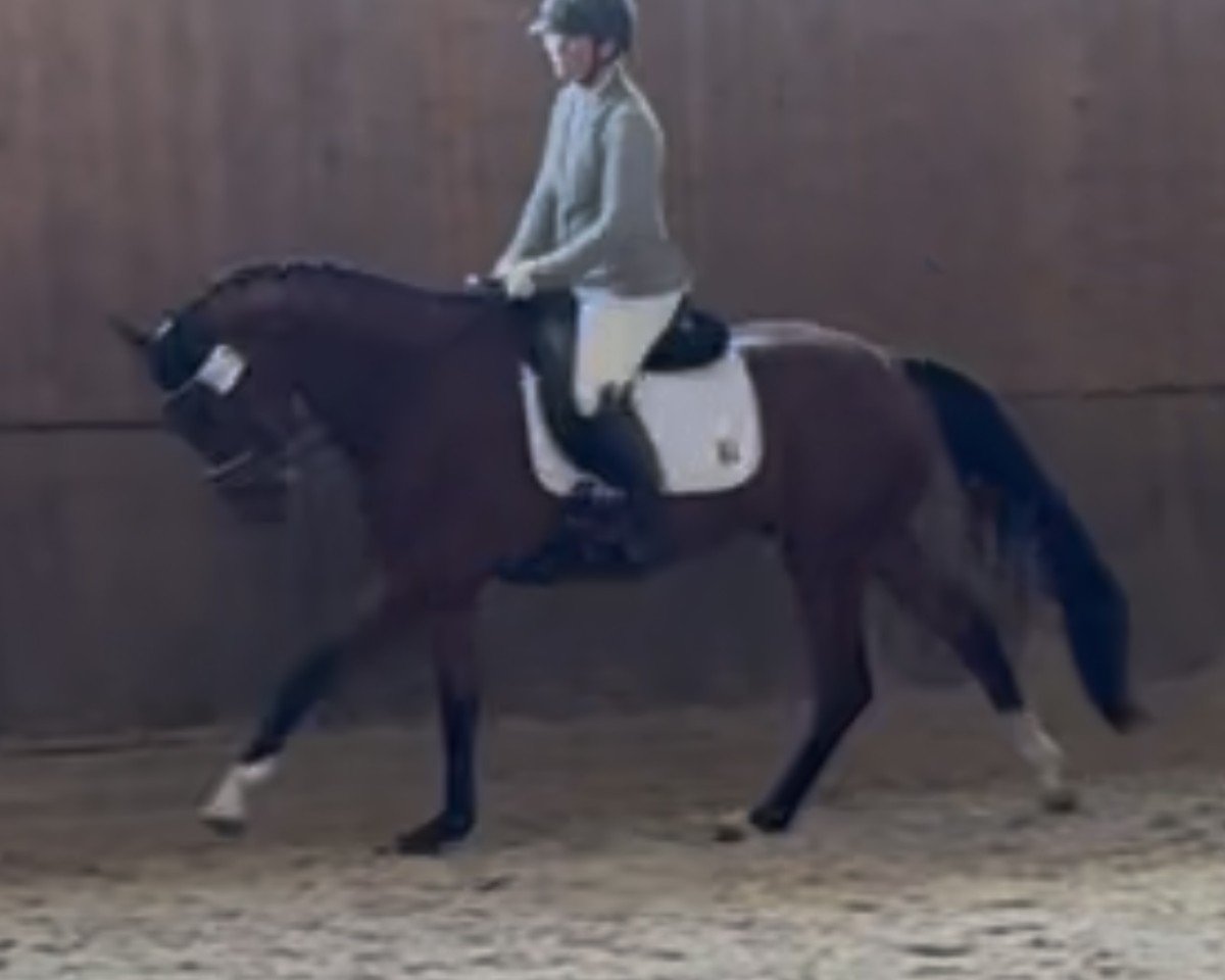 Pferd Zampano RV (Oldenburger, 2021, von Zenon)