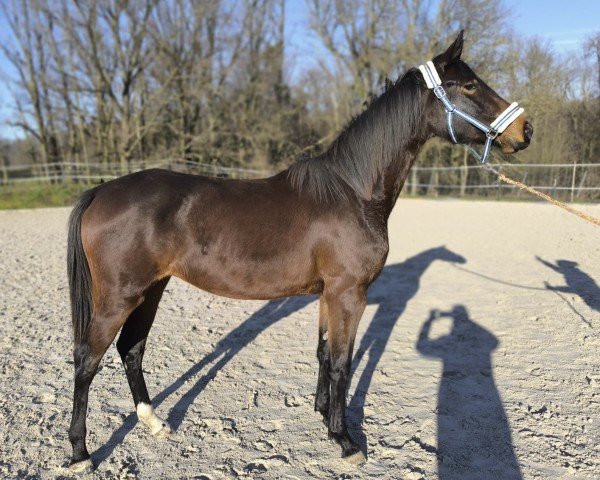 horse Cafe's Ruby (Oldenburg, 2023, from Cafe au lait 2)