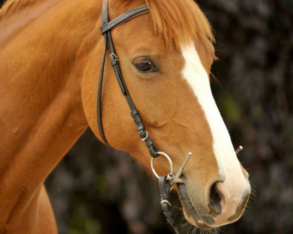 horse Salino (Trakehner, 2001, from Buddenbrock)