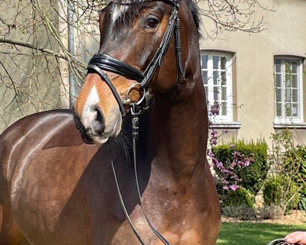horse Fidanza Giglia (Westphalian, 2020, from Fusionist)