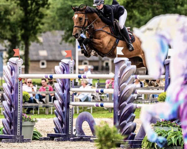 jumper Liesje Vive (KWPN (Royal Dutch Sporthorse), 2016, from Vigo d'Arsouilles)