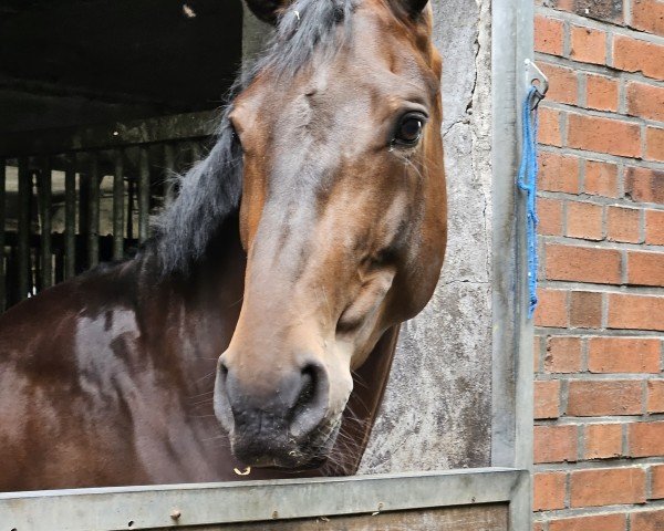 jumper Pay Day van de Pluimert (anglo european sporthorse, 2020, from Pegase van 't Ruytershof)
