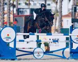 Deckhengst Farfan M (KWPN (Niederländisches Warmblut), 2010, von Cantos)
