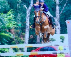 jumper Brisa de Montemeao (Spanish Sport Horse, 2006)