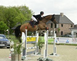 jumper Isis Vive (KWPN (Royal Dutch Sporthorse), 2013, from Contendro I)
