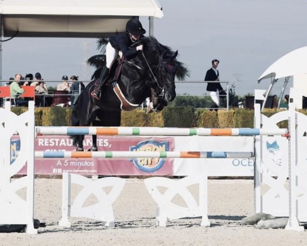 stallion Hunter Fairy (KWPN (Royal Dutch Sporthorse), 2012, from Nabab de Rêve)