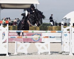 Deckhengst Hunter Fairy (KWPN (Niederländisches Warmblut), 2012, von Nabab de Rêve)