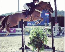 jumper Hailey Fairy (KWPN (Royal Dutch Sporthorse), 2012, from Vigo d'Arsouilles)