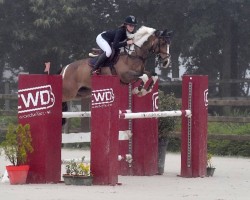 Springpferd Gregory 55 (Anglo Europäisches Sportpferd, 2005, von Ramzes)