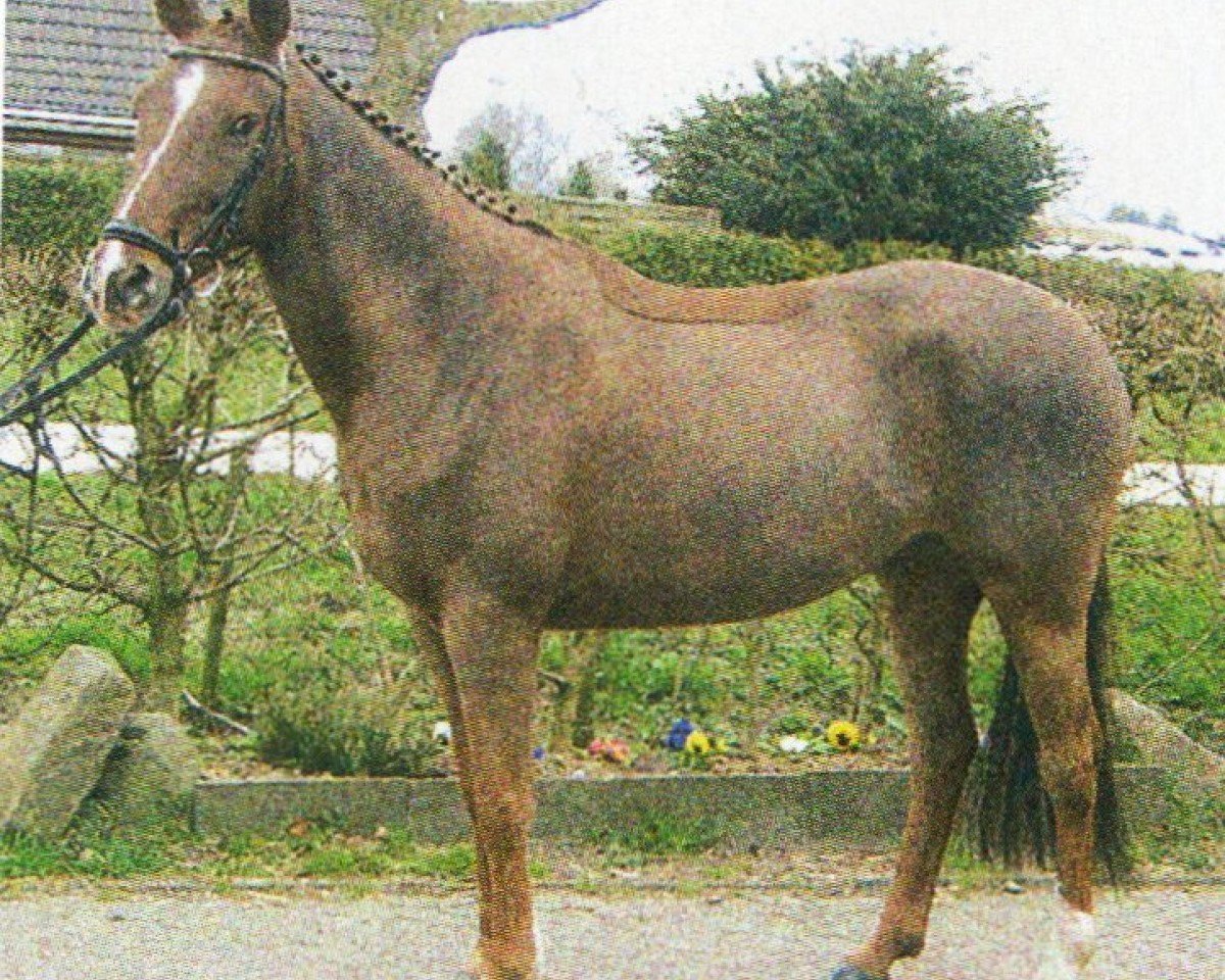 Dressurpferd Candy Girl (Deutsches Reitpony, 1997, von Halfweg Lover-Boy)
