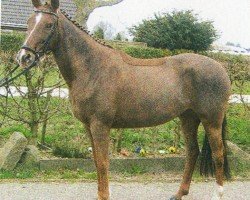 dressage horse Candy Girl (German Riding Pony, 1997, from Halfweg Lover-Boy)