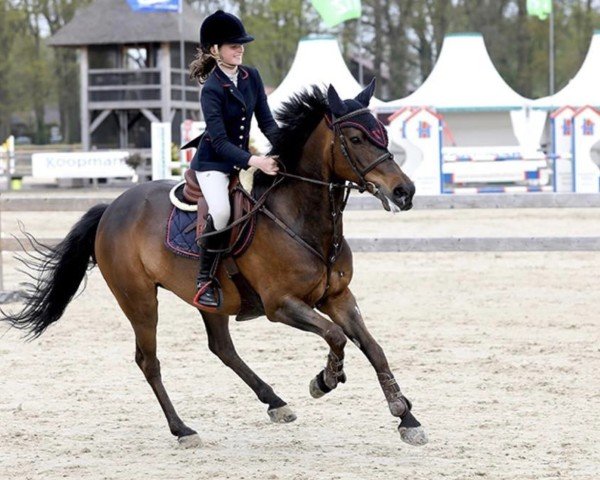 jumper V.i.p. (New Forest Pony, 2006, from Kantje's Ronaldo)