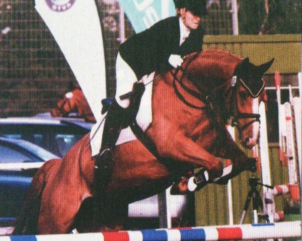 horse Brown Sugar 27 (Hanoverian, 2006, from Harmony's Baroncelli)