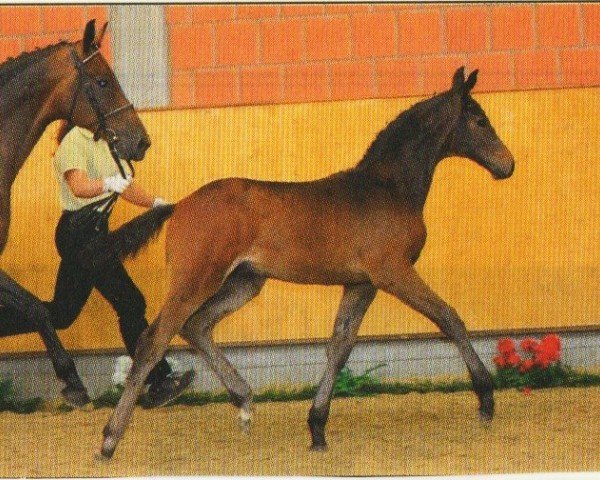 dressage horse Fairplay 46 (Hanoverian, 2011, from Feuerspiel)