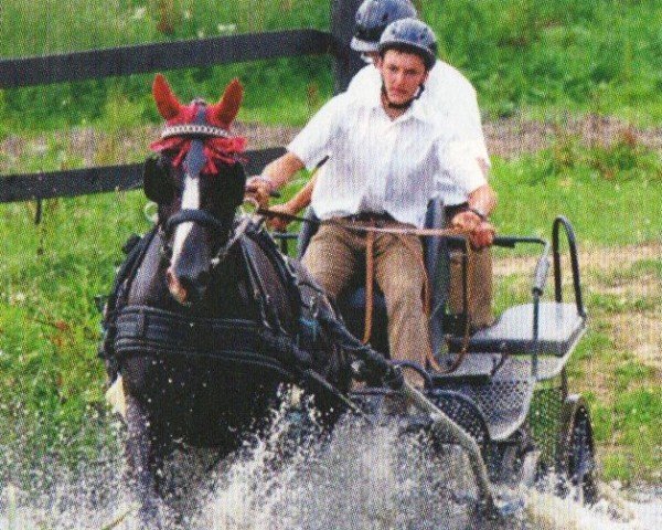 broodmare Akira (Heavy Warmblood, 2002, from Einsiedel)