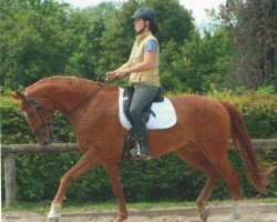 jumper Cobold 36 (Westphalian, 2004, from Contini)