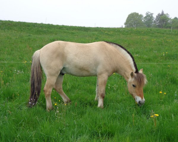 horse Radar (Fjord Horse, 2006, from Rånn N.2659)