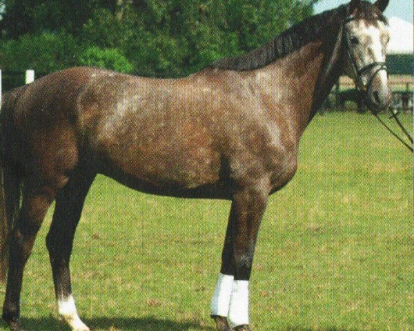horse Krombacher 4 (German Sport Horse, 2005, from Kaiserwind)