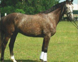 horse Krombacher 4 (German Sport Horse, 2005, from Kaiserwind)