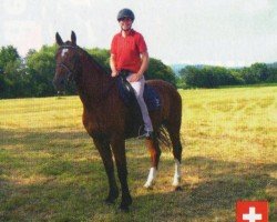Springpferd Haribo V CH (Freiberger, 2007, von Hallali)