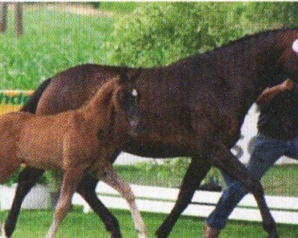 broodmare Damina Lou (Hanoverian, 2011, from Damsey FRH)