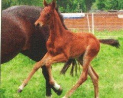 Springpferd Hotch Potch (Trakehner, 2011, von Tycoon)