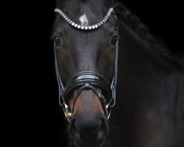 Dressurpferd Haily de Coer (Anglo Europäisches Sportpferd, 2019, von Hero)