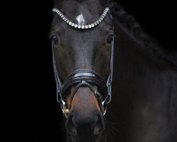 dressage horse Haily de Coer (anglo european sporthorse, 2019, from Hero)