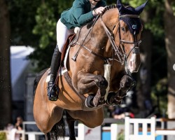 jumper BP Goodfellas (Irish Sport Horse, 2017, from Stakkato Gold)