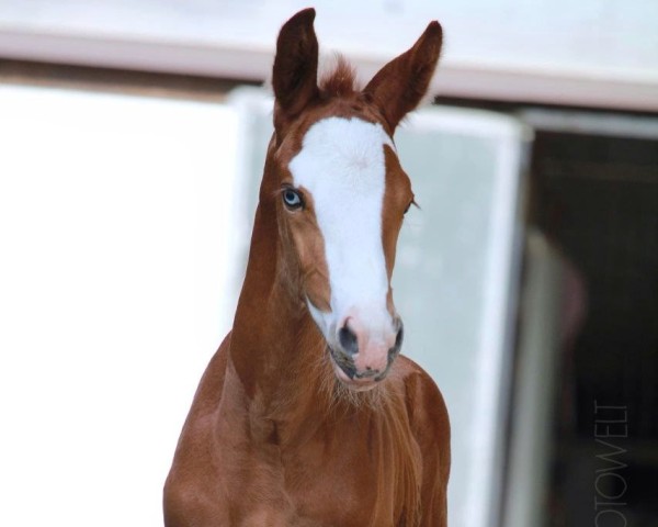 foal by All eyes on me (Trakehner, 2025, from Alle Farben)