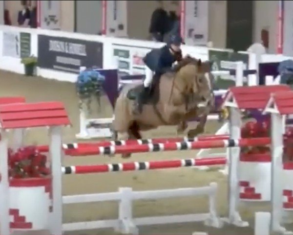 Jumper Hietveld's Bjorn (New Forest Pony, 2007, from Elshofs Otto)