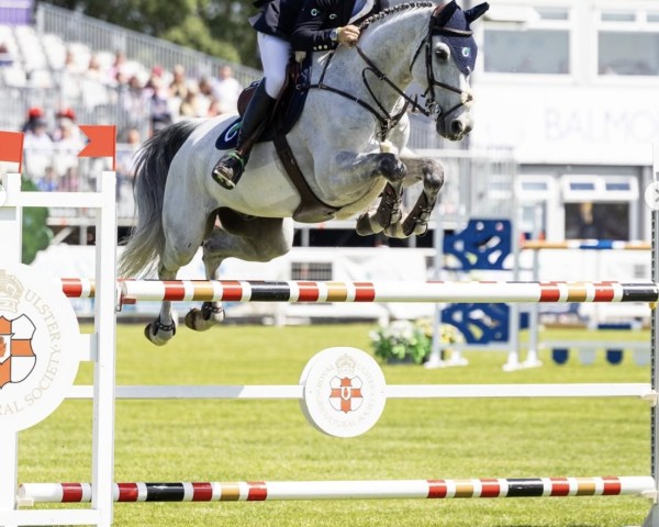 jumper Casino's Boom (Oldenburg show jumper, 2016, from Casino Berlin OLD)